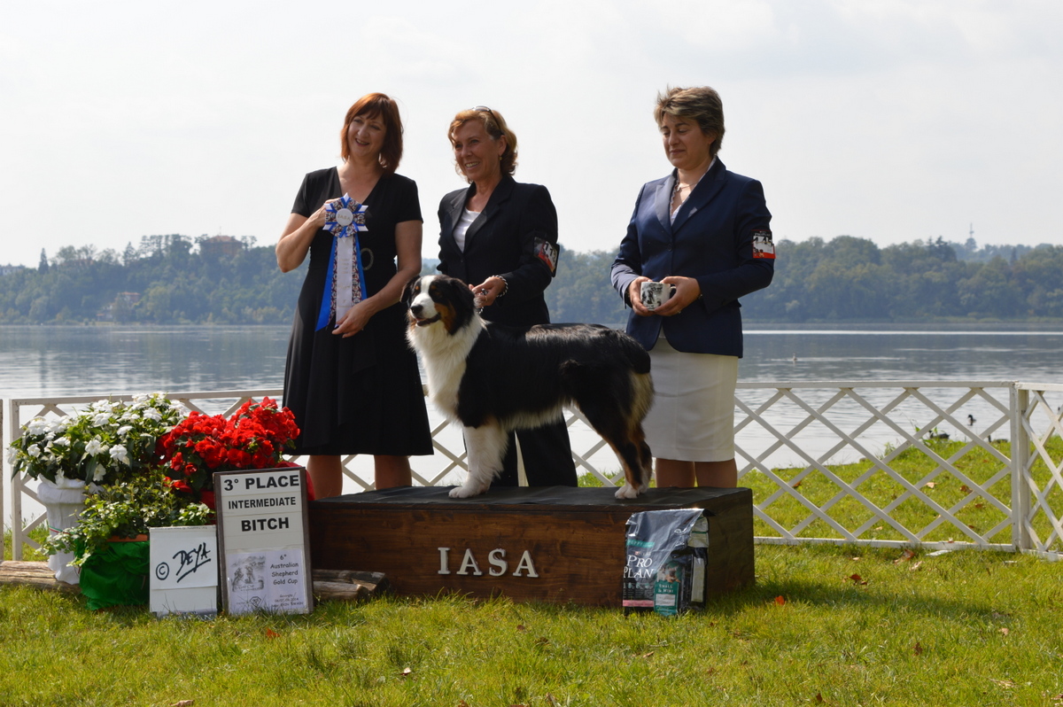 Australian shepherd Gold cup 2014, Gavirate – 3rd place